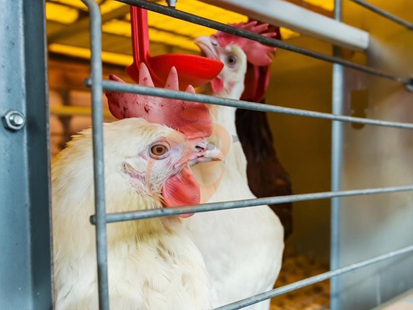 Cage pour poulets de chair vs élevage au sol | Quelle option est la plus rentable pour les exploitations ?