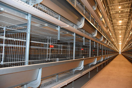 Meilleure finition de 1 800 unités de cages en batterie pour poules pondeuses pour un élevage avicole de 20 520 poules