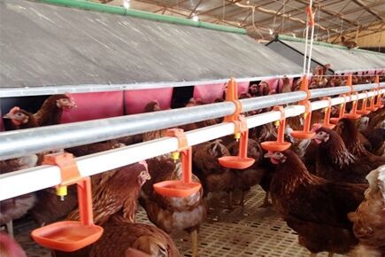 Luoto finished breeder project of breeder floor ra