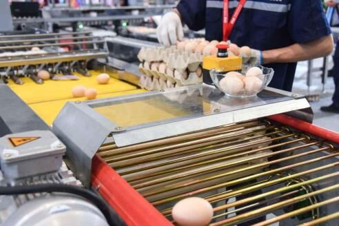 Meilleur projet clé en main de triage d'œufs pour un élevage avicole de 100 000 poules