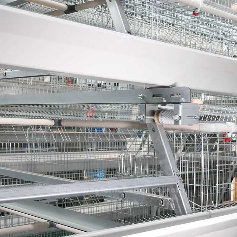 Dimension for 1,000 chicken layer cage