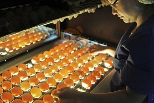 egg collection sorting package line (2)