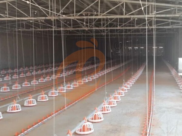 deep litter system (2)