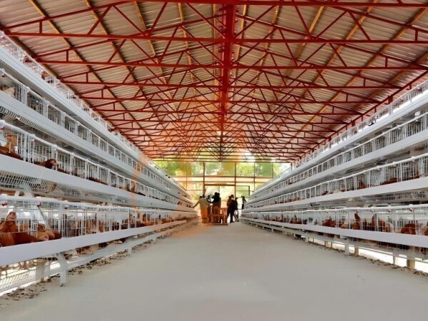 Prefab steel poultry house (2) Prefab steel poultry house (2)