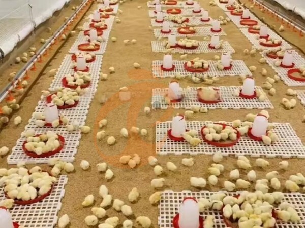 brooder slatted floor system