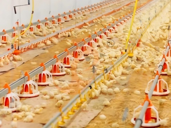 brooder deep litter system (2) brooder deep litter system (2)