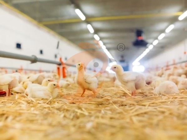 brooder deep litter system (5) brooder deep litter system (5)