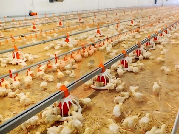 brooder deep litter system (8) brooder deep litter system (8)