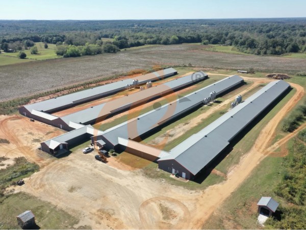 poultry farm (10) poultry farm (10)