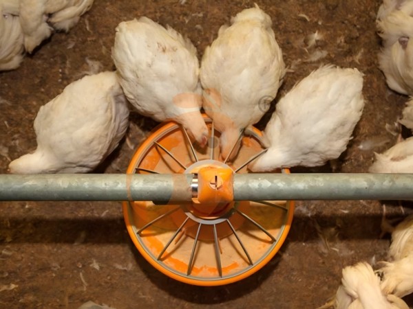 broiler poultry farm (12)(1) broiler poultry farm (12)(1)