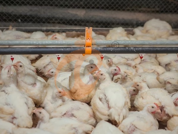 broiler poultry farm (15)(1) broiler poultry farm (15)(1)