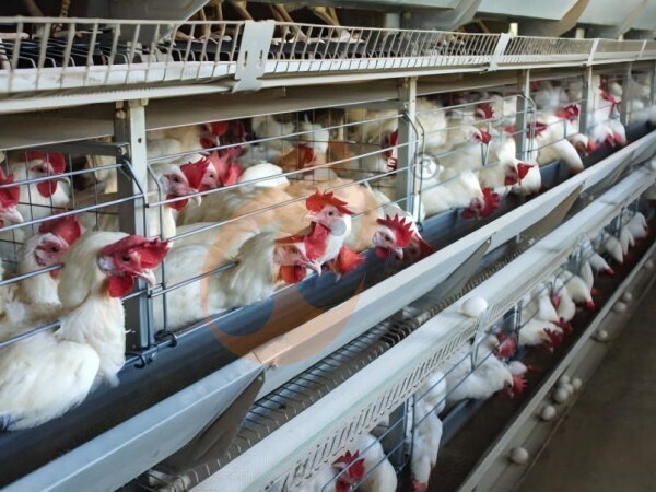 chicken battery cage poultry farming (102)
