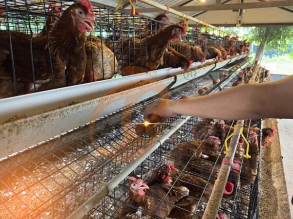 chicken battery cage poultry farm (8) chicken battery cage poultry farm (8)