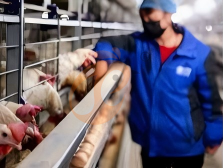 battery cage poultry farming (17)