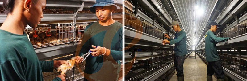 Asia poultry farm chicken cage (2).png