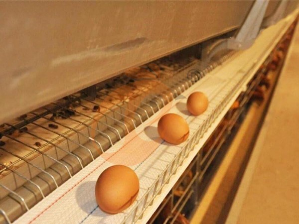 H A chicken battery cage for layers in poultry farm (71)