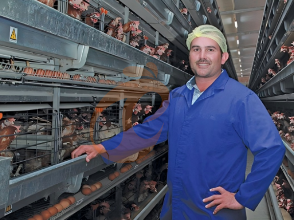 H A chicken battery cage for layers in poultry farm (9)