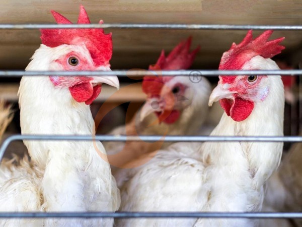 A H layer chicken battery cage price in poultry farm (3)