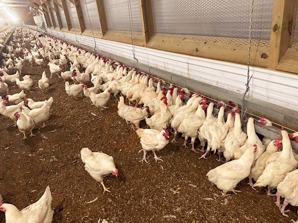 Free Range1 (1)