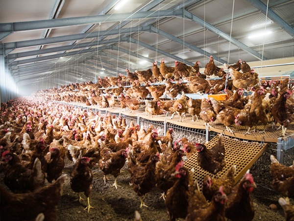 Free Range3 (3)