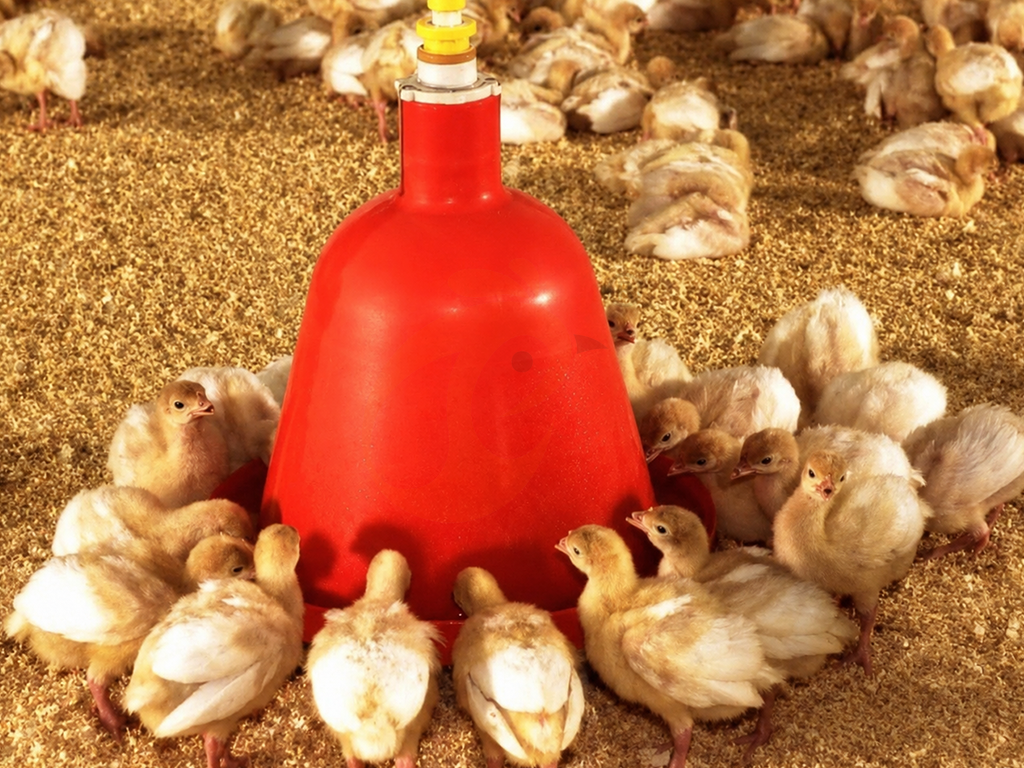 Plasson Poultry Equipment4 (5)