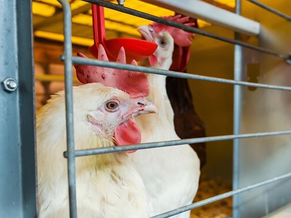 Broiler Cage4 (4)