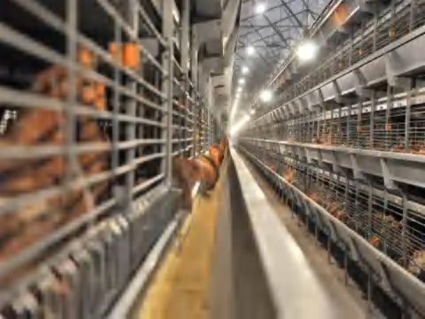 >30 000 молодок в автоматических батарейных клетках типа H