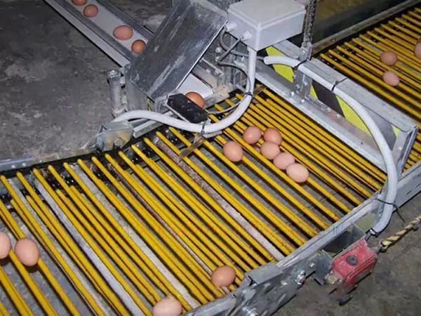 Автоматическая терминальная сортировка яиц