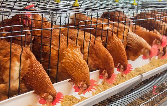 Como iniciar um negócio de criação de frangos um guia para iniciantes desenvolver um plano de negócios incluindo orçamento metas de produção e estratégia de marketing