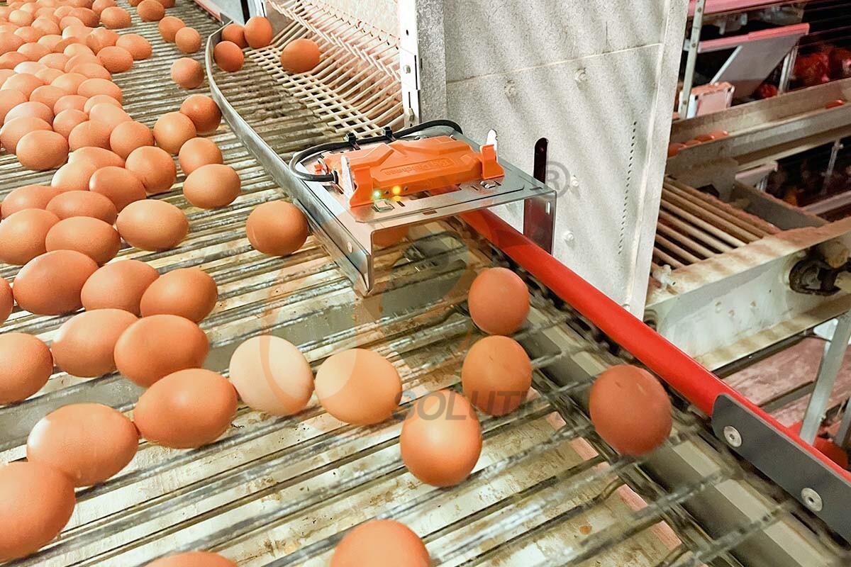 egg collecting sorting package (2) egg collecting sorting package (2)