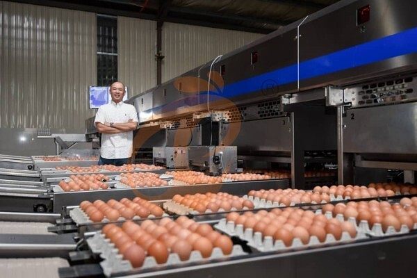 Produção de ovos