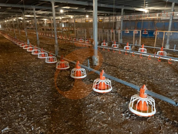 deep litter system (2) deep litter system (2)