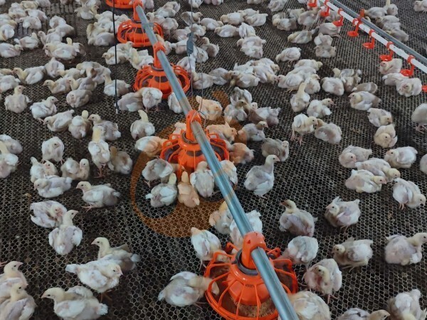 deep litter system (20)