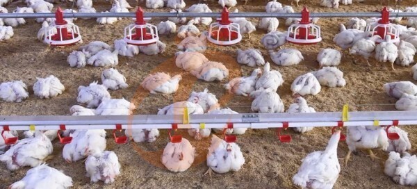 deep litter system (22)