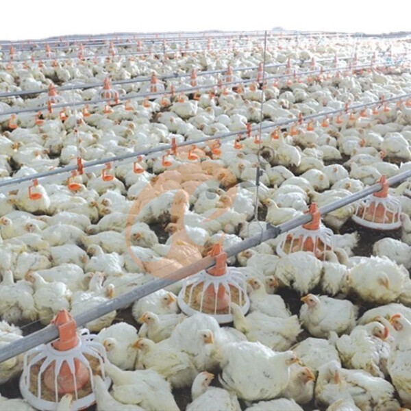deep litter system (24)