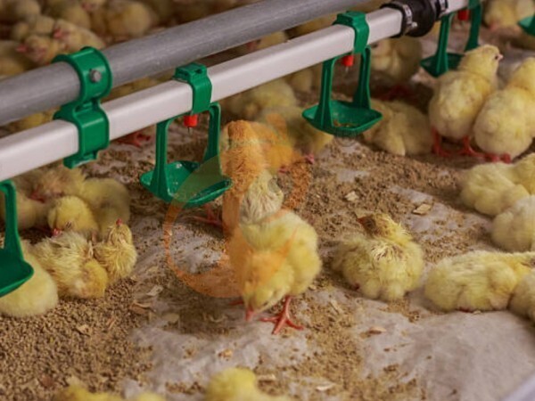 deep litter system (6)