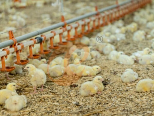 Criação de aves