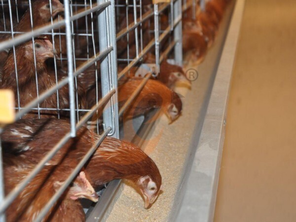 battery cage with poultry feed silo (1)