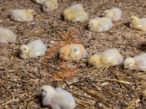 brooder deep litter system (4) brooder deep litter system (4)