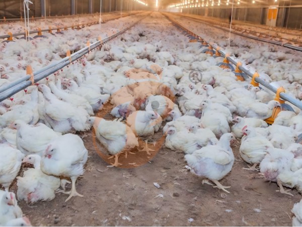 broiler poultry farm (7)(1) broiler poultry farm (7)(1)