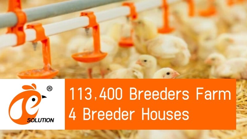 Estados Unidos 113.400 Aviário de Reprodutores, 4 Galpões de Reprodutores, Sistema de Cama Profunda para Reprodutores