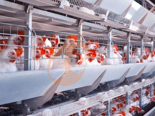 chicken battery cage poultry farming (26)