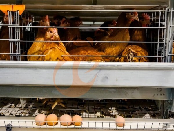 chicken battery cage poultry farming (58)