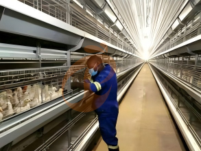 battery cage poultry farming (6)