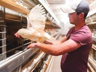 battery cage poultry farming (60) battery cage poultry farming (60)
