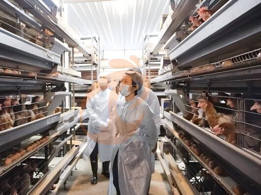 battery cage poultry farming (61)