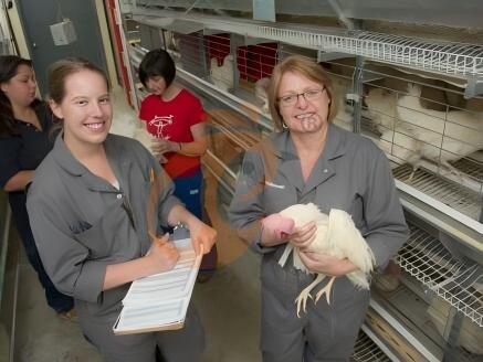 battery cage poultry farming (63)