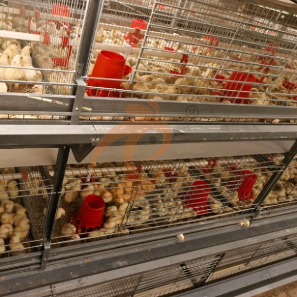 brooder battery cage system (12)