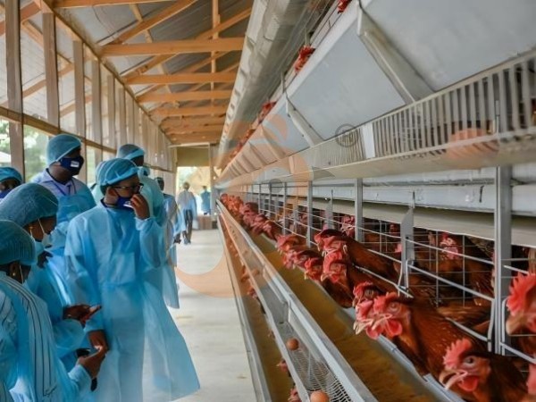 H A chicken battery cage for layers in poultry farm (32) H A chicken battery cage for layers in poultry farm (32)