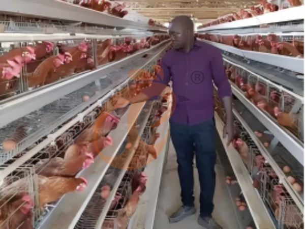 battery cage price for layer chicken in poultry farm (32)